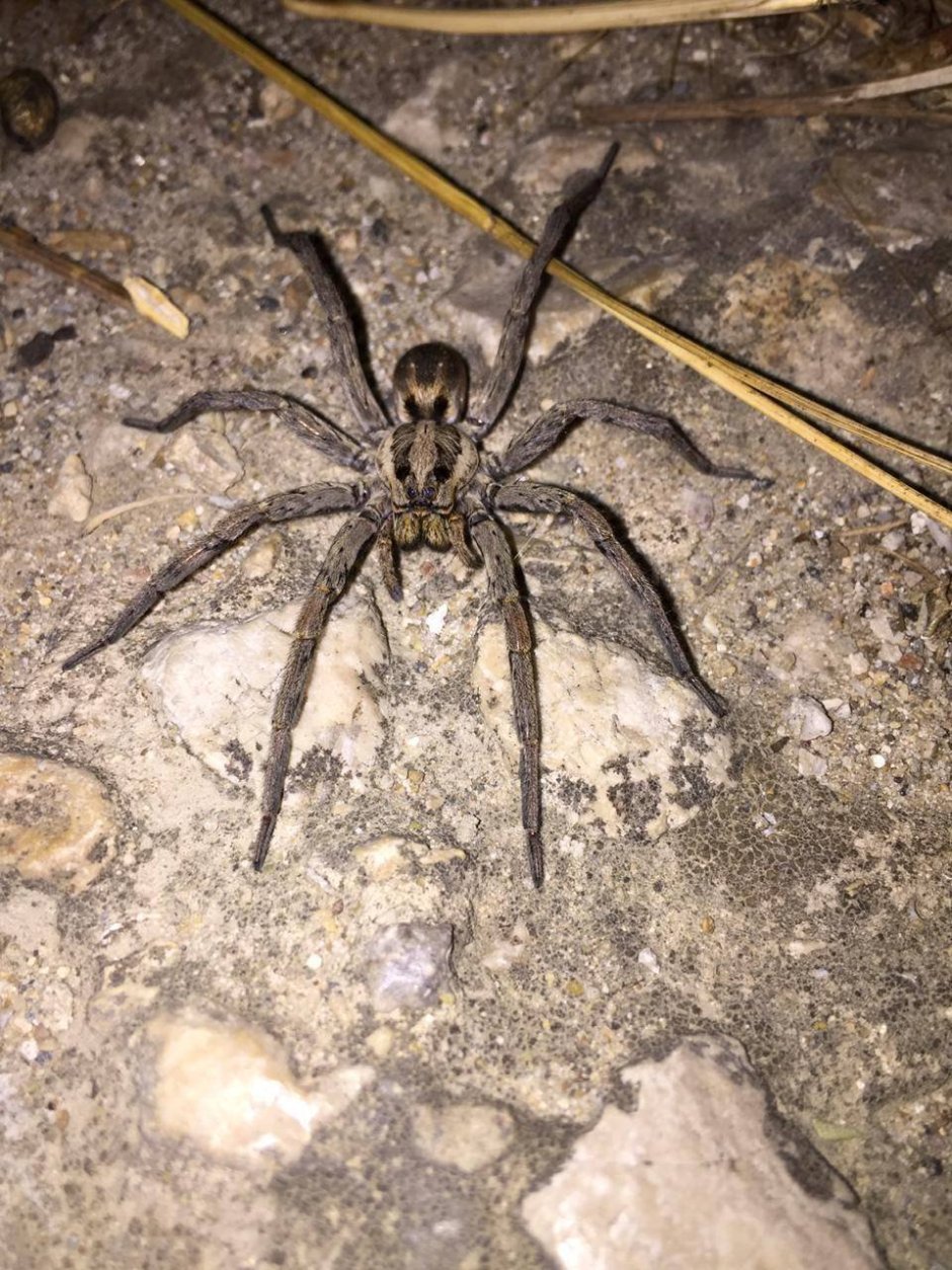 Паук Тарантул Крымский