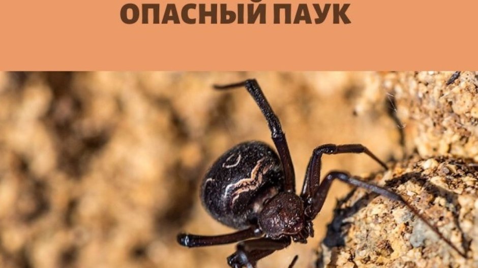 Паук Каракурт в Крыму