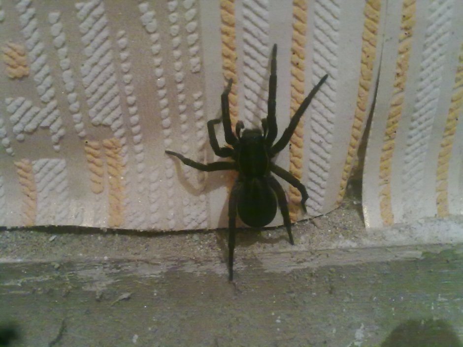 Черный паучок в доме