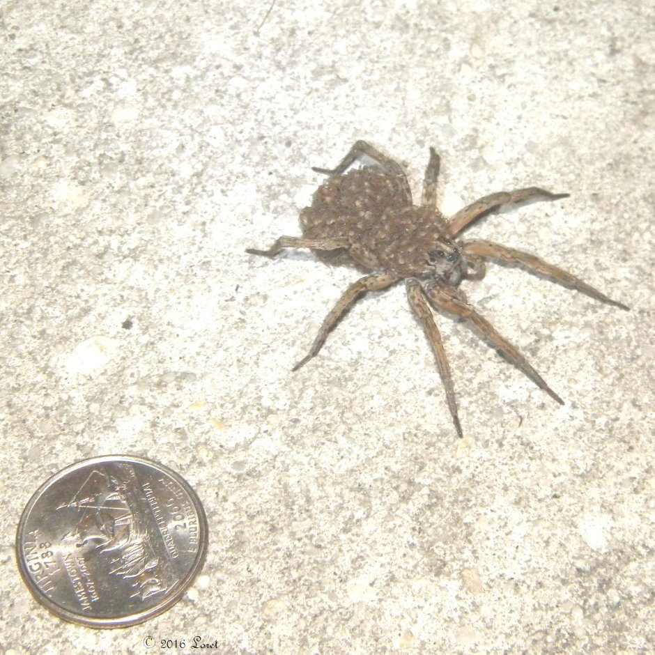 Паук волк маленький