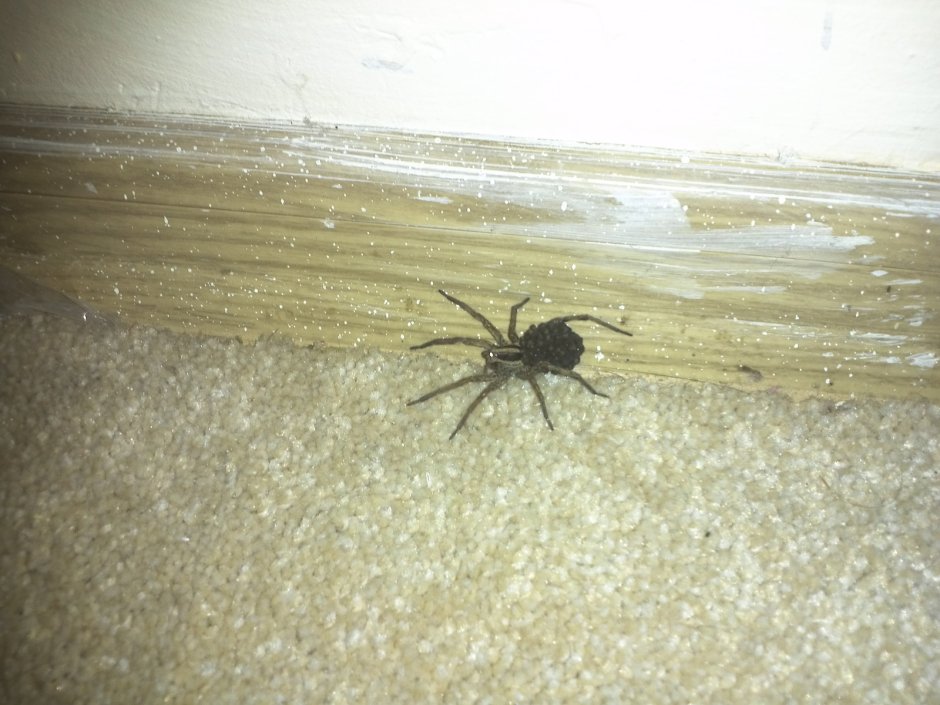 Крымские пауки домашние