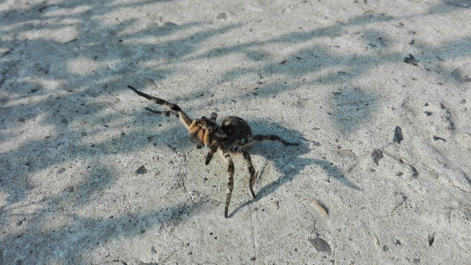 Тарантул Туркмения