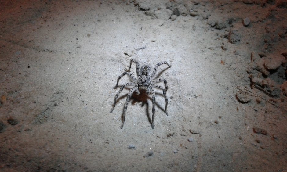 Пауки тарантулы в Липецкой области