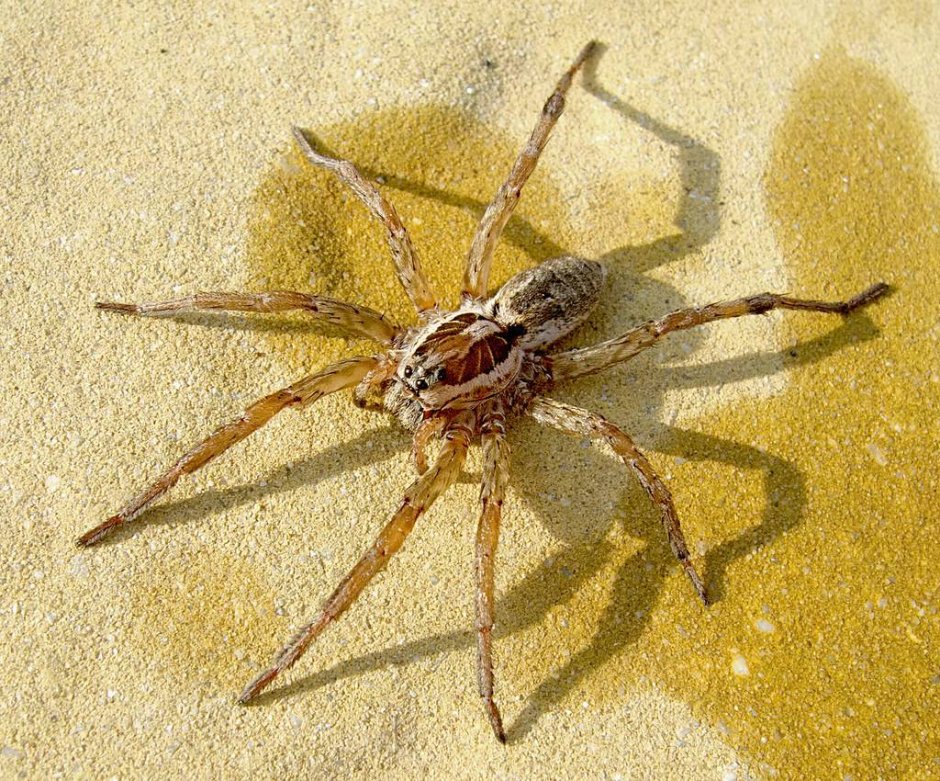 Hogna Radiata Тарантул Лучистый