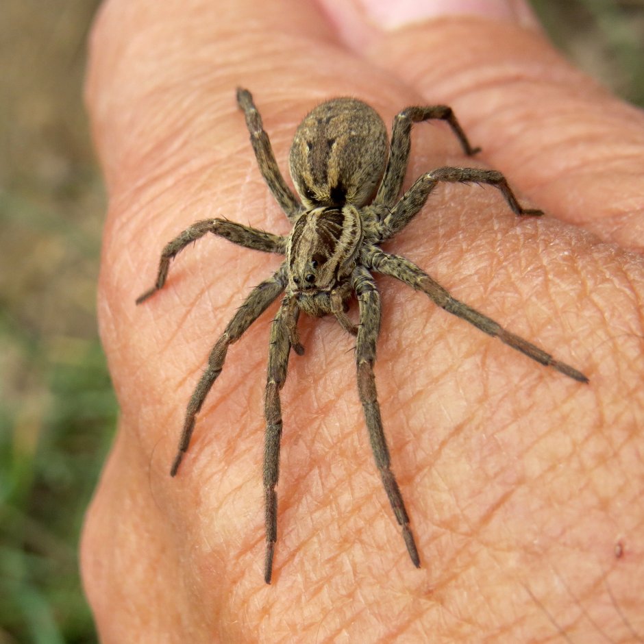 Hogna Radiata Тарантул Лучистый