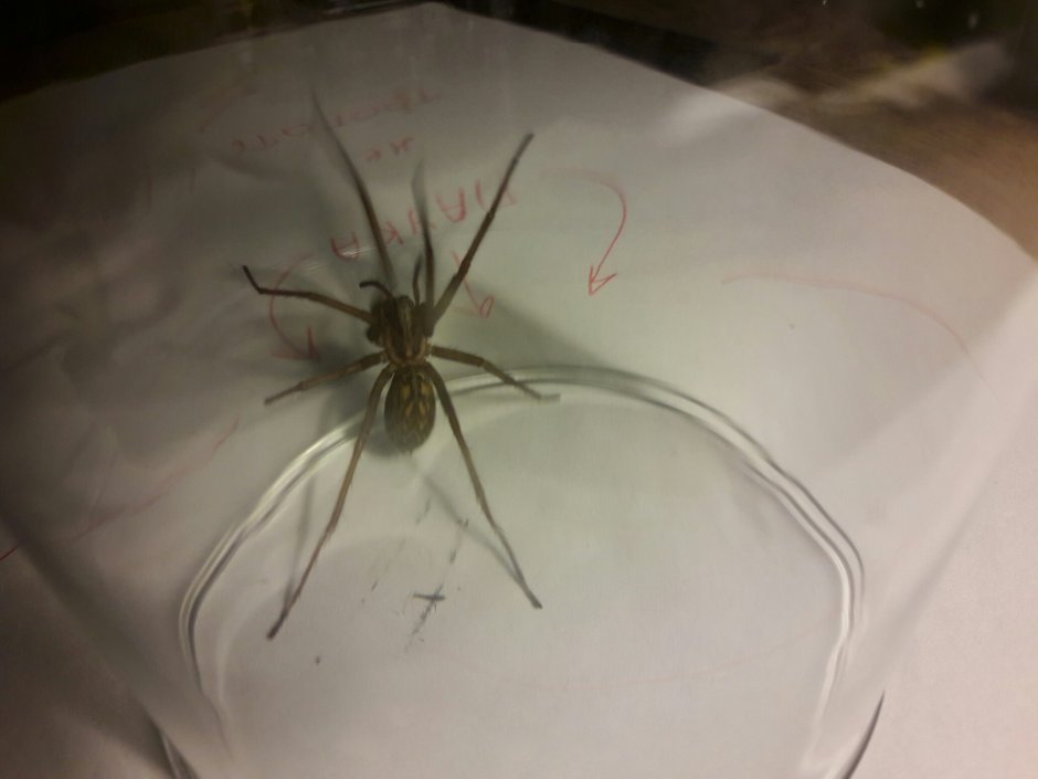 Белый Домовой паук
