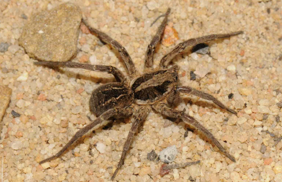 Тарантул паук волк