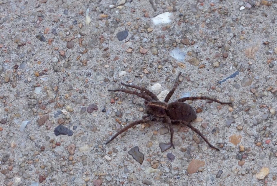 Паук волк Земляной