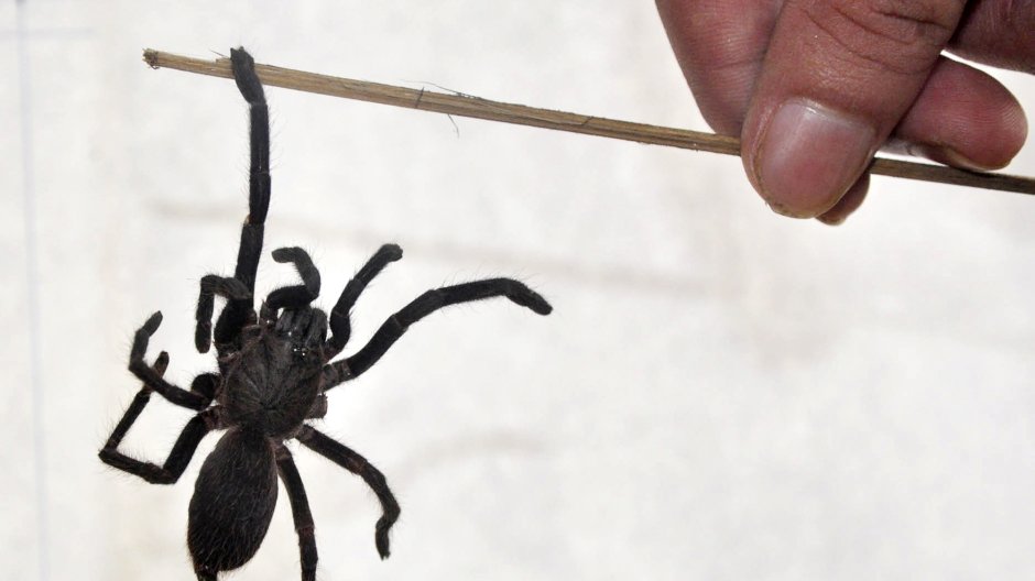 Гигантские пауки убийцы