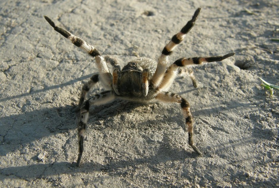 Южнорусский Тарантул крестовик