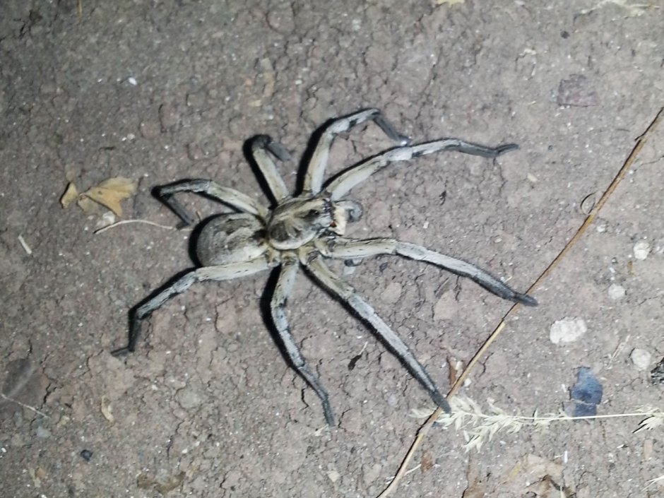 Паук Тарантул Сочинский