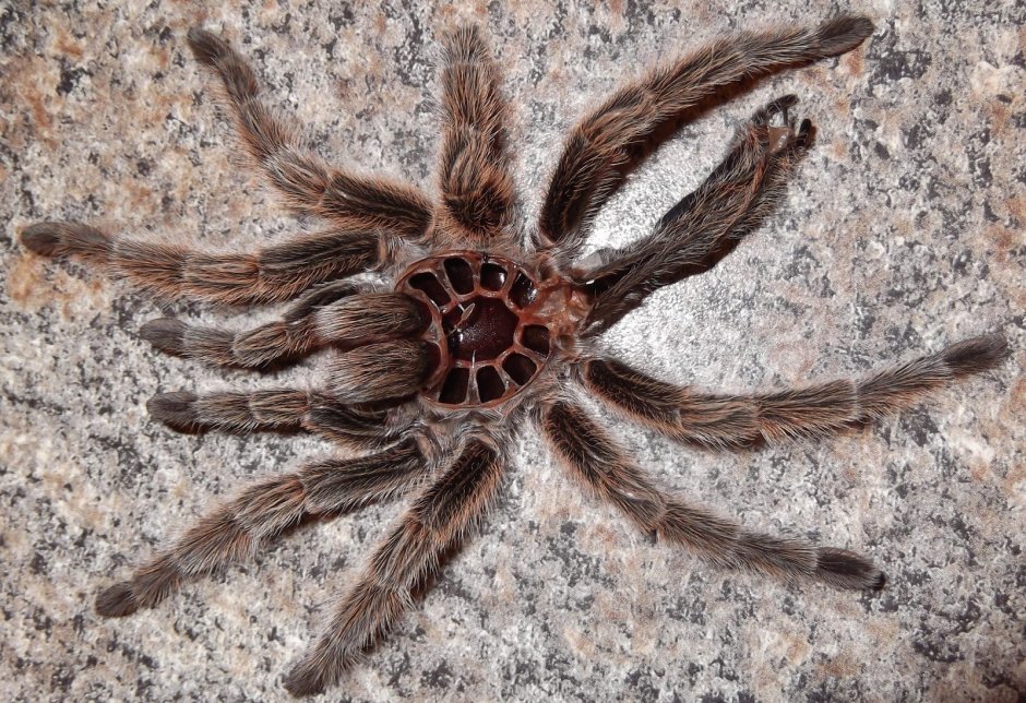 Poecilotheria hanumavilasumica