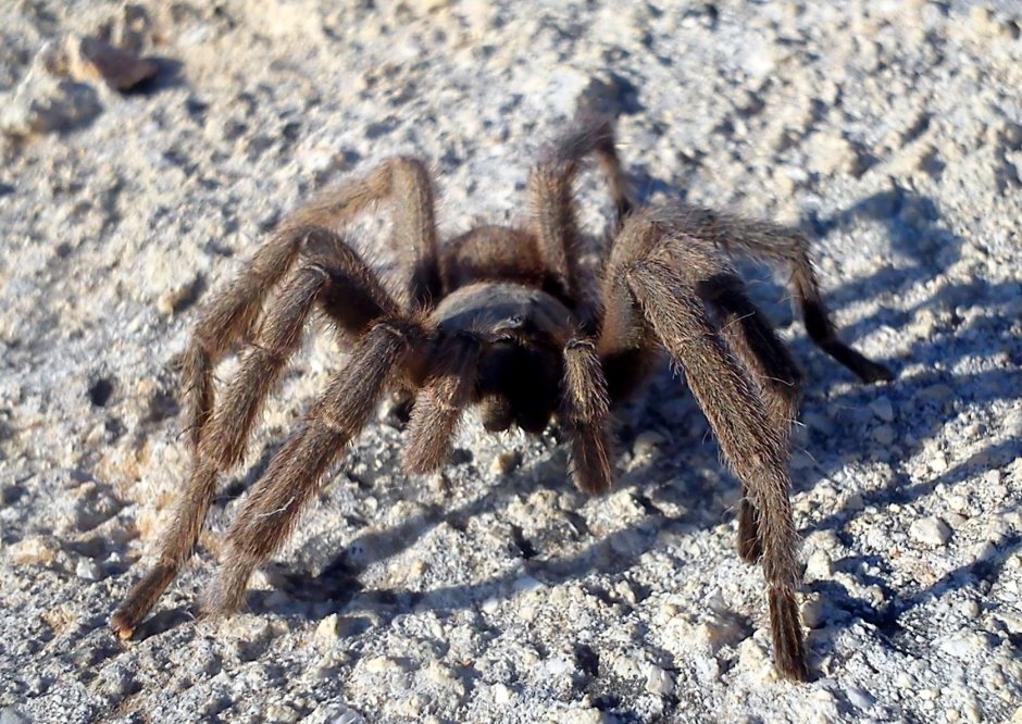 Тарантул Крымский