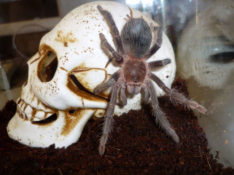 Тарантул страшный