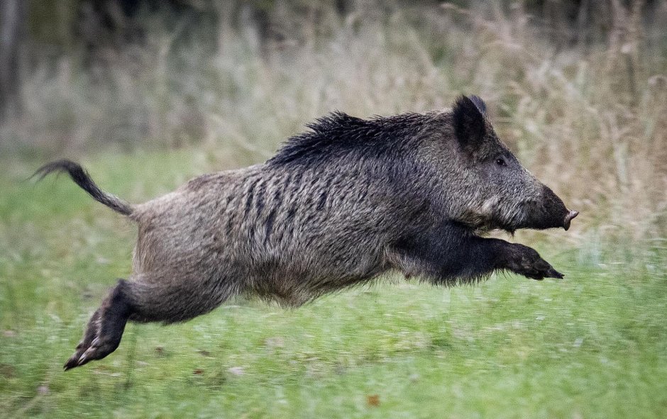 Дикие кабаны» (Wild Hogs)