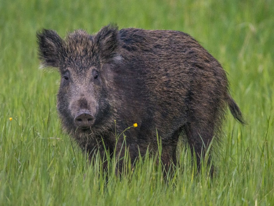 Европейский дикий кабан sus scrofa Ferus