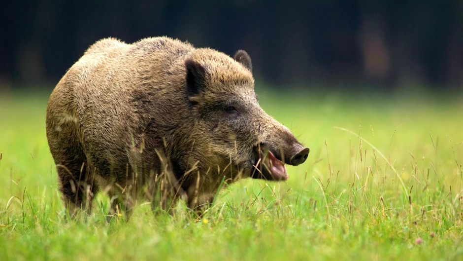 Дикие кабаны» (Wild Hogs)