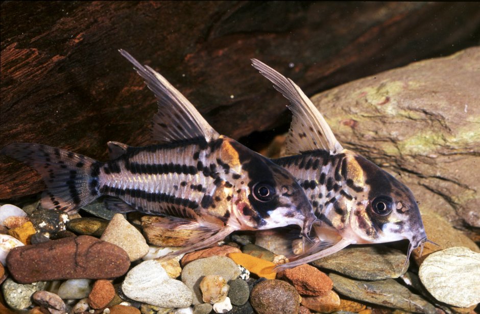 Corydoras CW 159