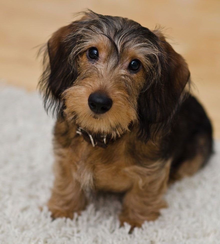 Карликовая такса помесь