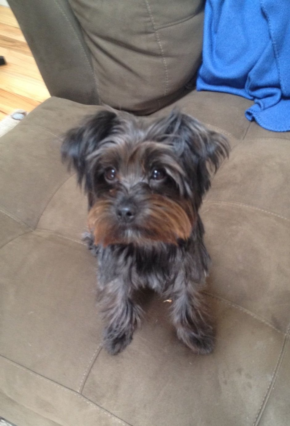 Йоркширский терьер помесь