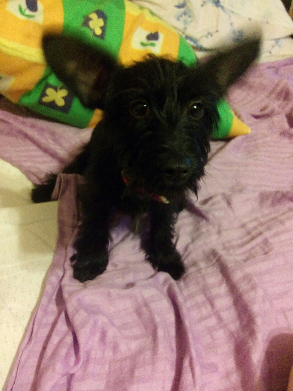 Метис таксы и Йорка