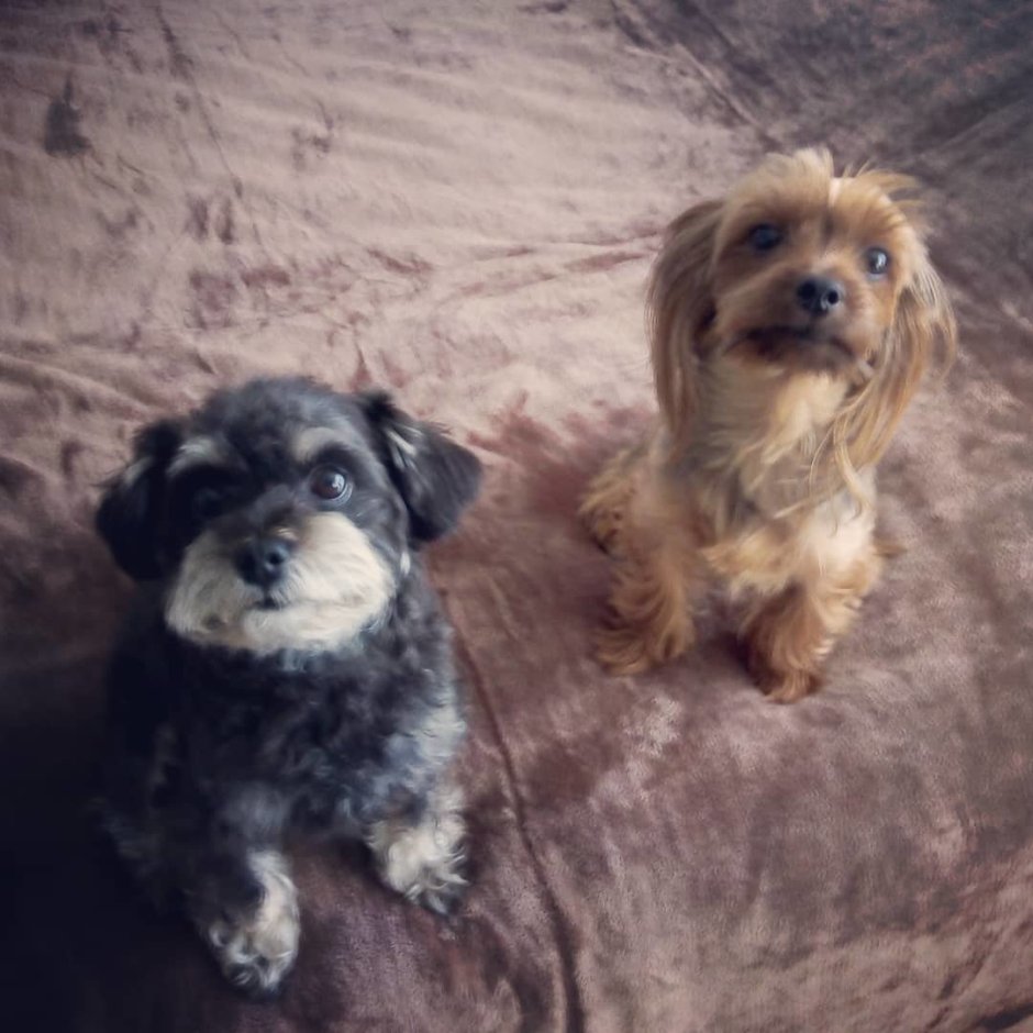 Метис Йорка и Болонки