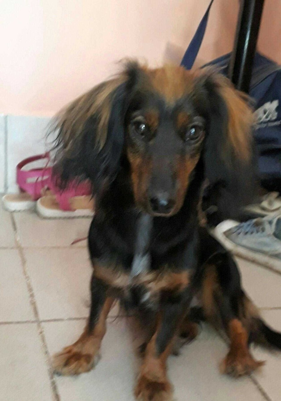 Йоркширский терьер помесь с таксой