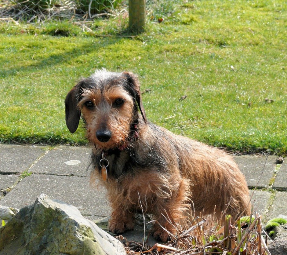 Кроличья такса метис