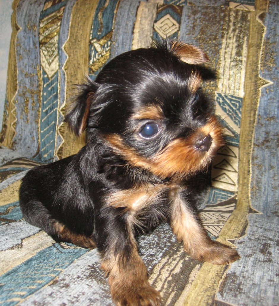 Йоркширский терьер метис