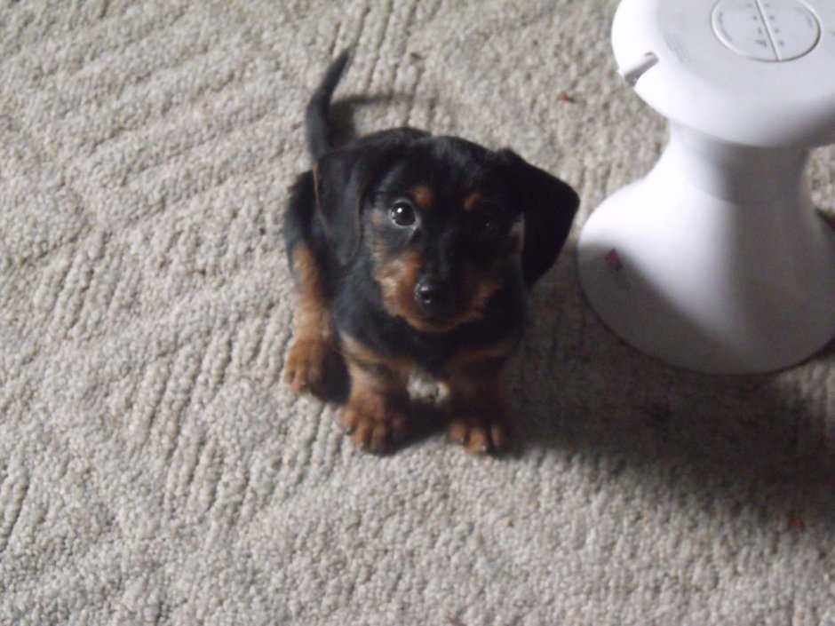 Метис таксы и йоркширского терьера