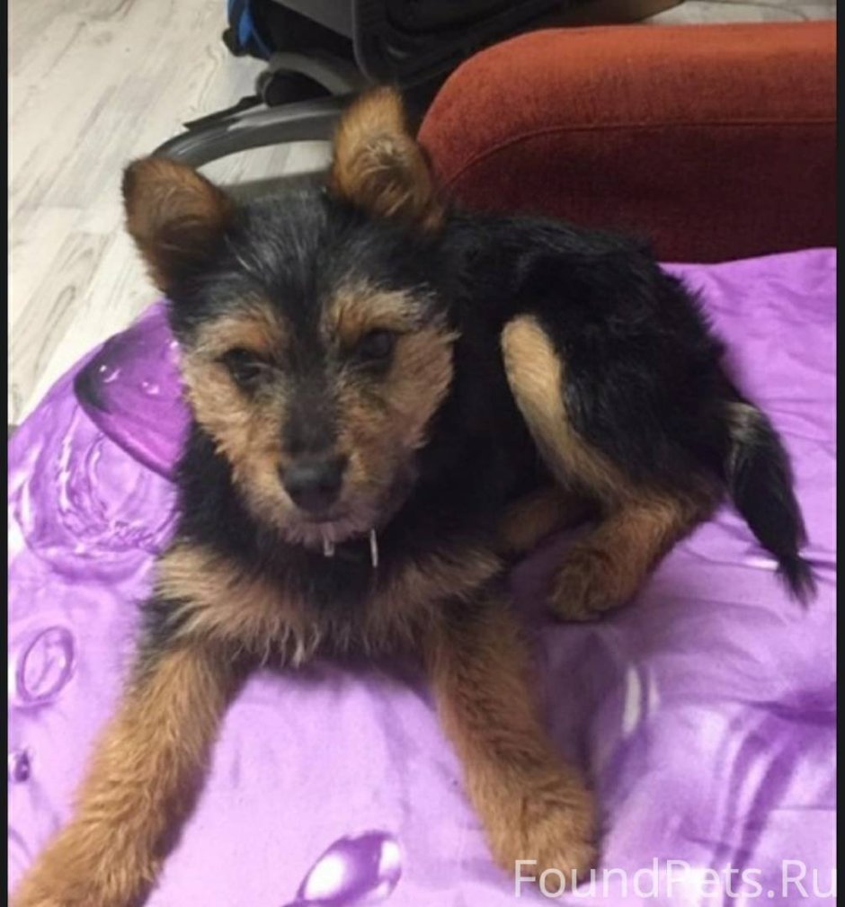 Помесь Йорка и таксы