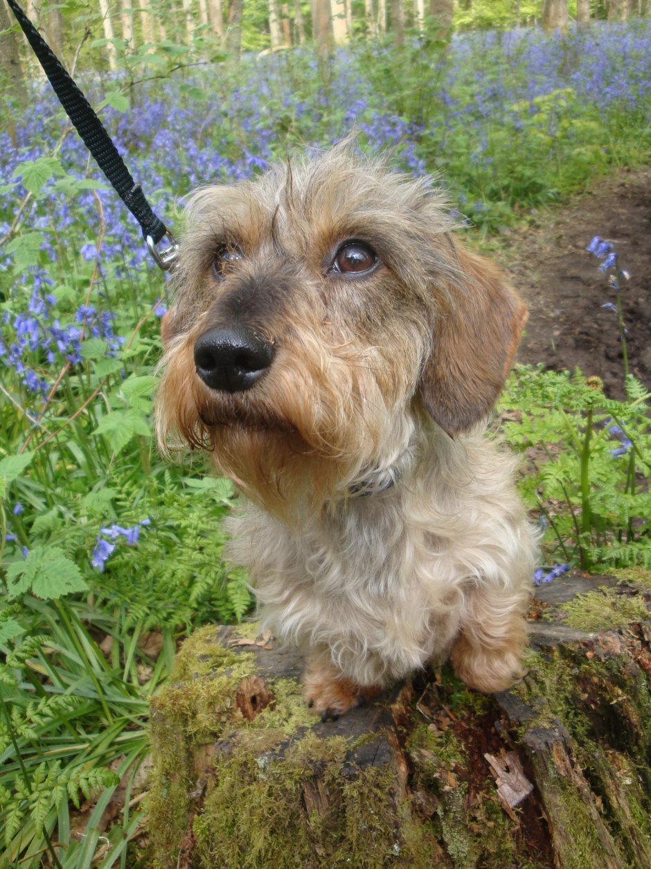 Жесткошерстный Йоркширский терьер