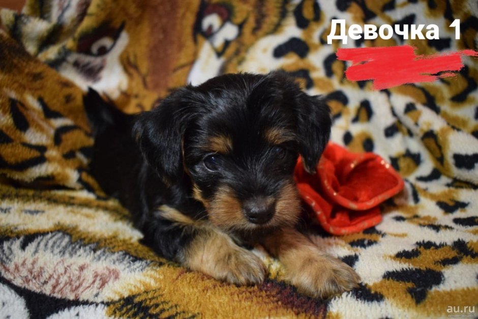 Щенок таксы и Йорка