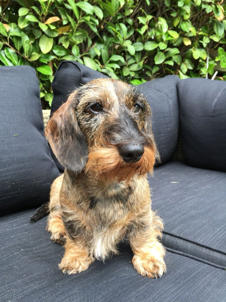 Жесткошерстная такса мини