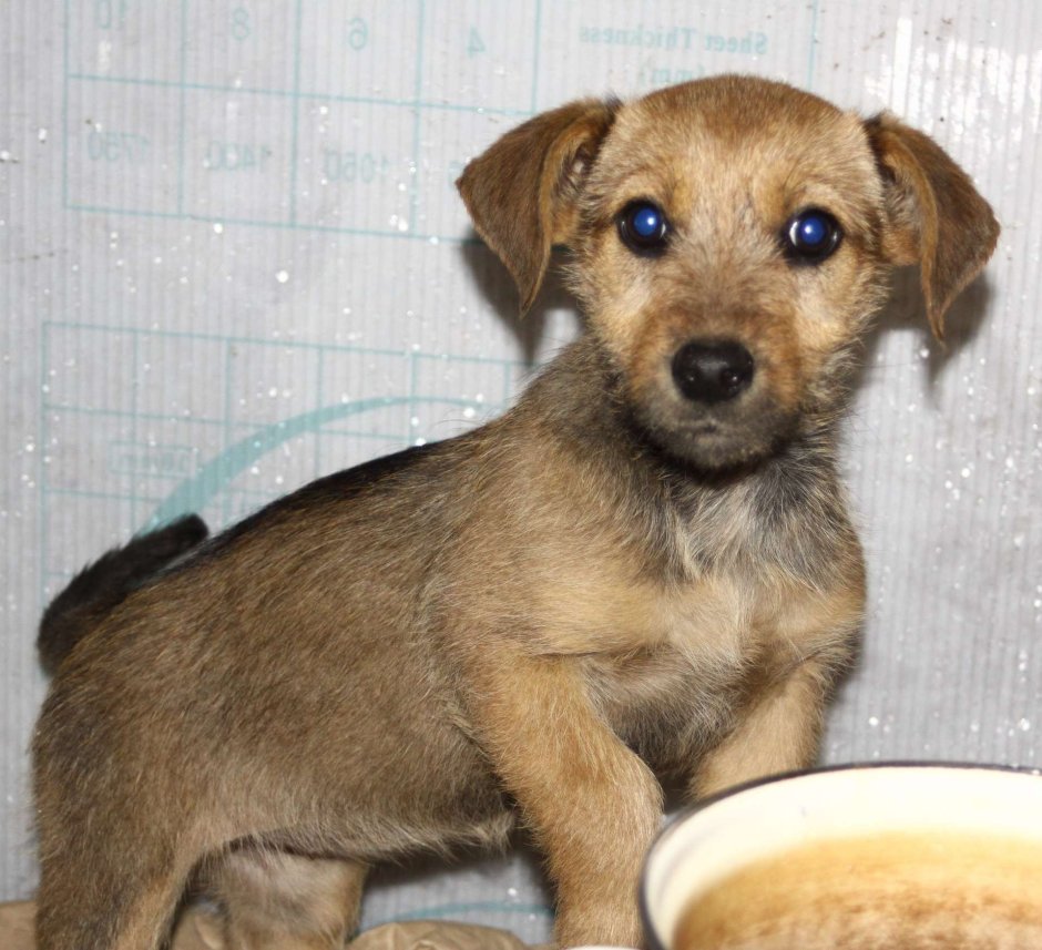 Пинчер с дворнягой