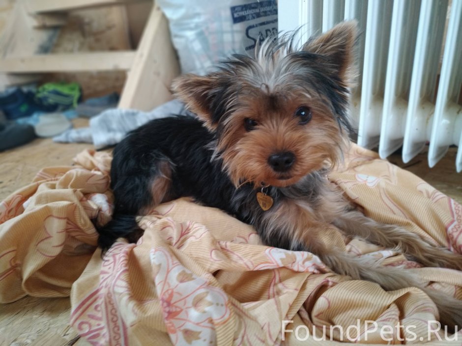 Помесь Йорка