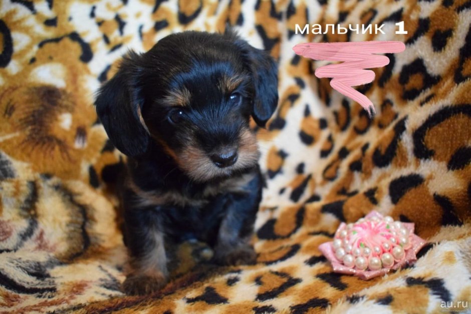 Йоркширский терьер помесь с таксой