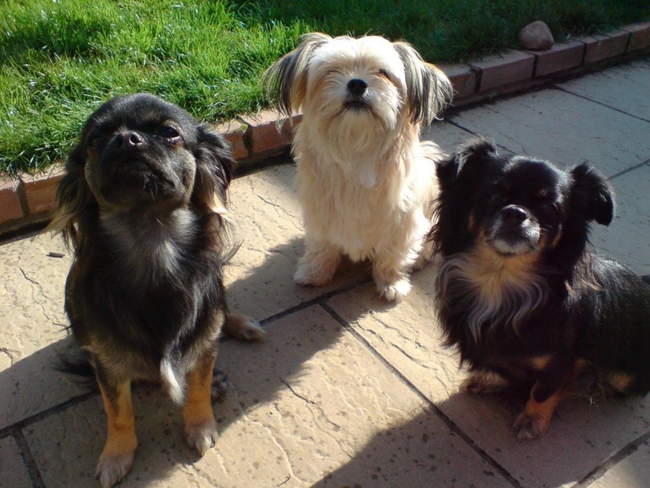 Метис жесткошерстной таксы и Йорка