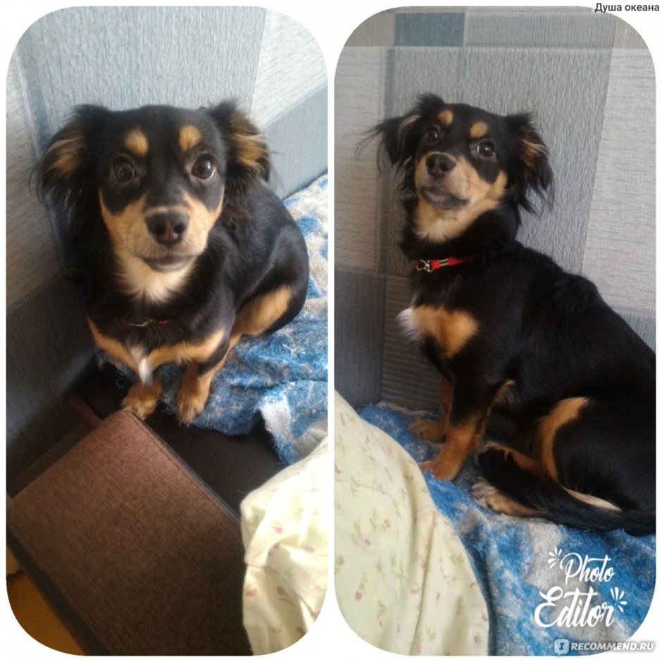 Метис такса Папильон