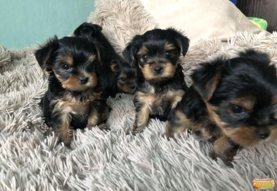 Метис Йорка и той терьера