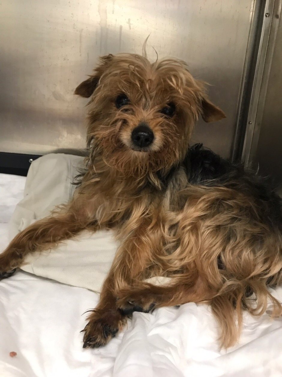 Йоркширский терьер метис