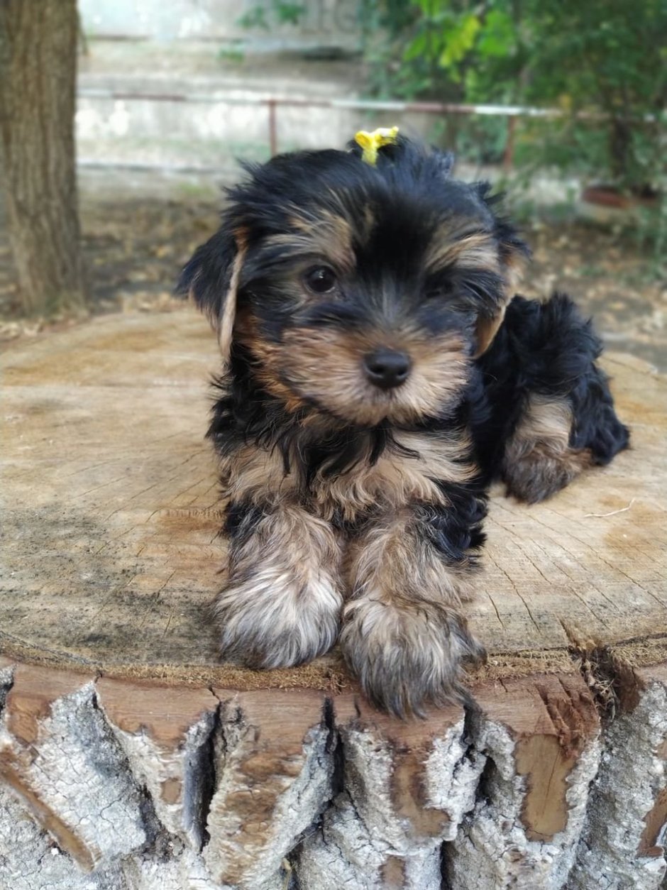 Жесткошерстный Йоркширский терьер