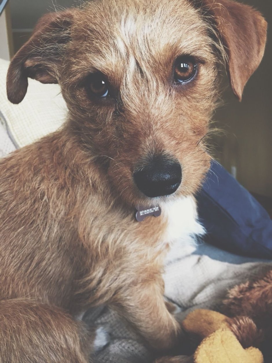 Йоркширский терьер помесь с таксой