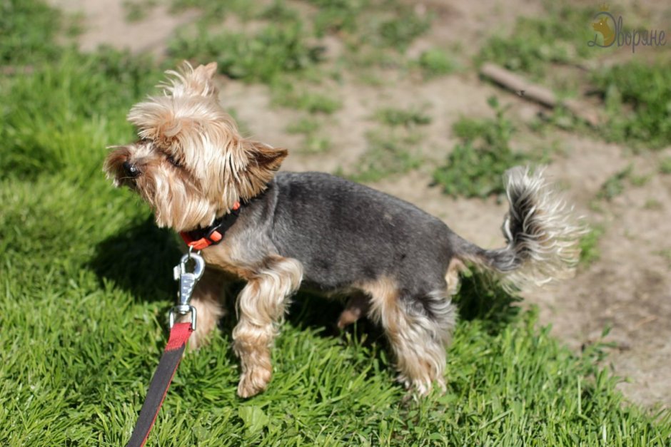 Метис таксы и Джек Рассел