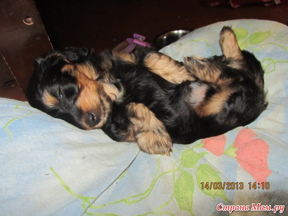 Щенки метисы таксы и Йорка