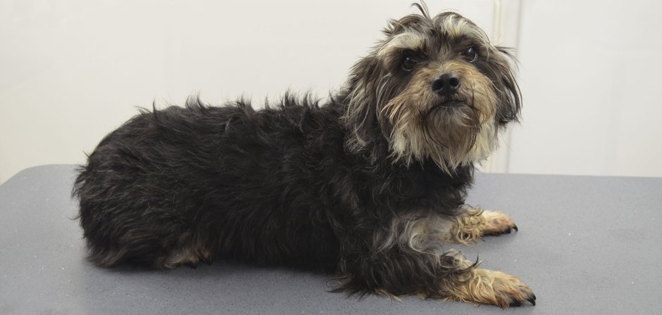 Метис жесткошерстной таксы