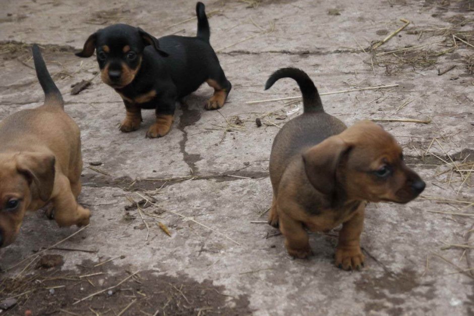 Смесь Джек Рассела и таксы