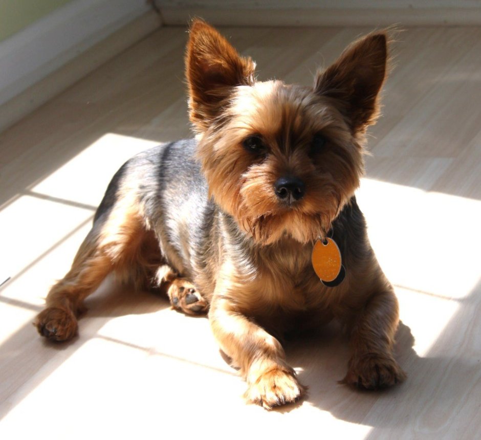 Терьер и дворняжка метис