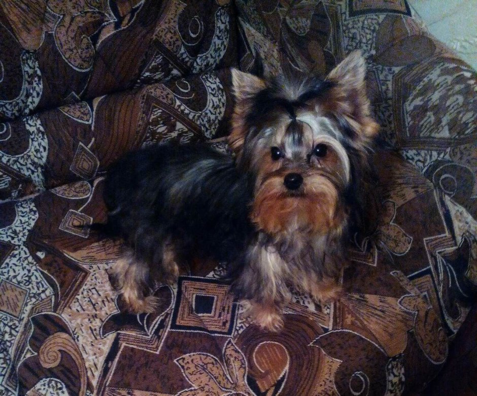 Йоркширский терьер помесь с таксой