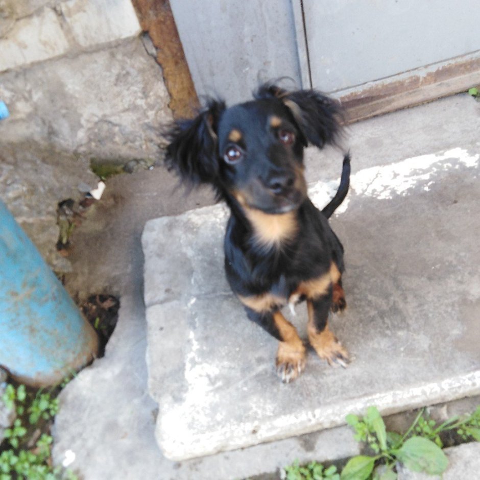 Кроличья такса метис